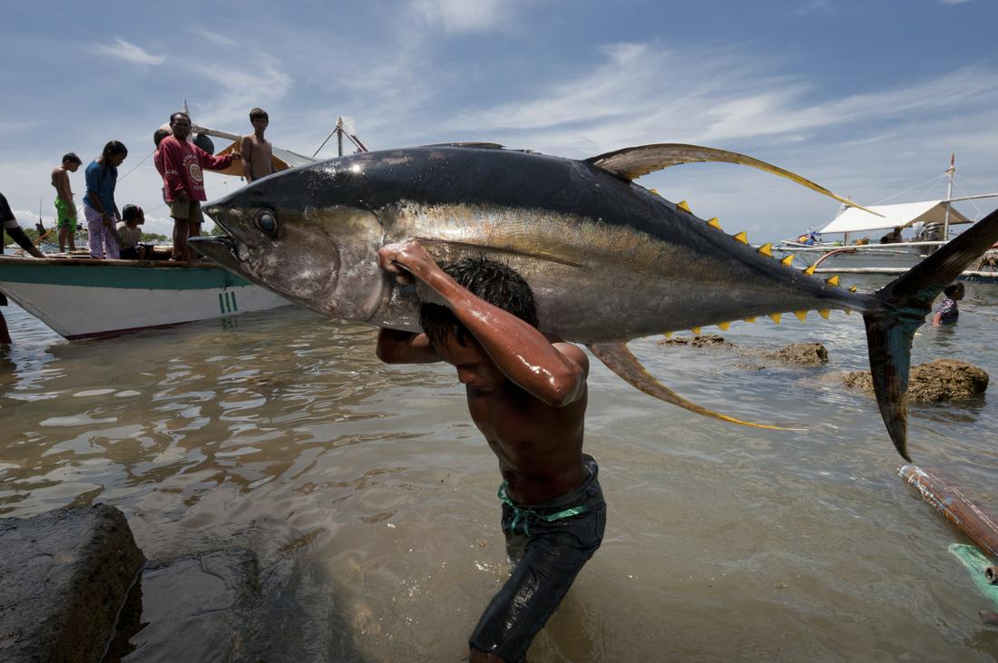 Fish and other marine animals are important food sources to people throughout the tropics but are increasingly under pressure as human populations expand and become more affluent (Photo: Juergen Freund)