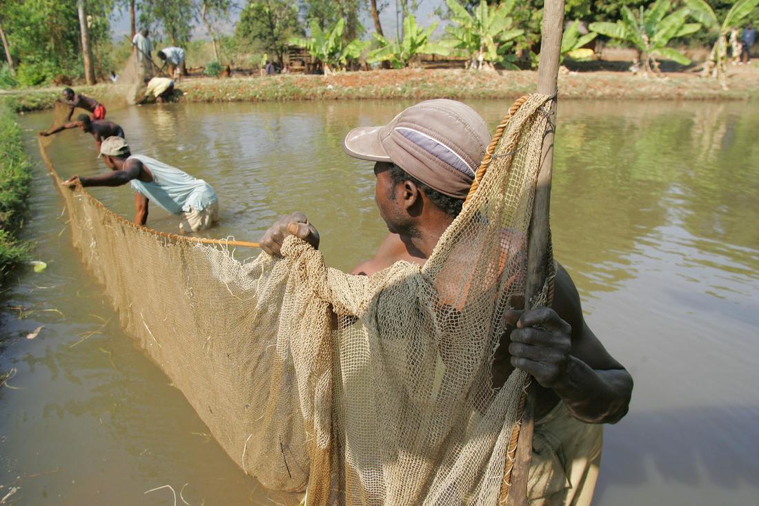 Aquaculture production is growing rapidly around the world. In 2010, the tropics accounted for 36% of global production (Photo: Stevie Mills/Worldfish)